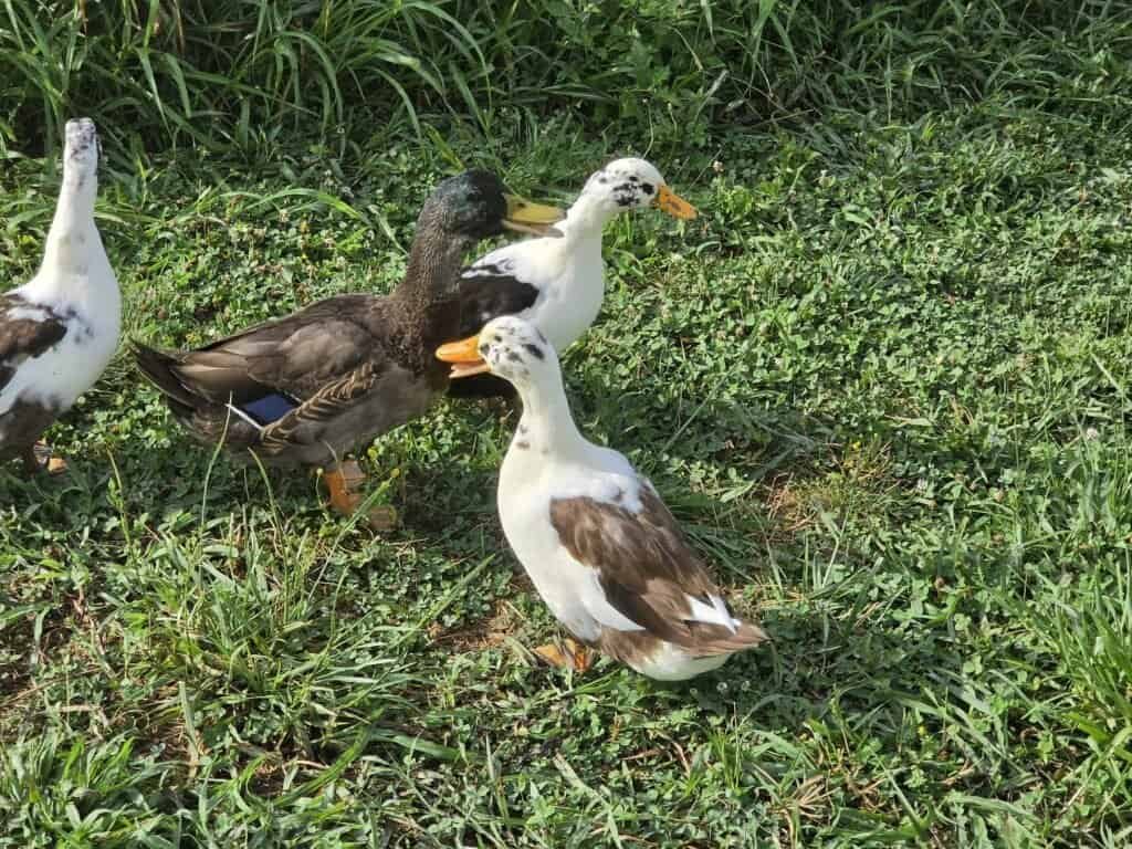 Three ducks on grass including two white-and-brown Ancona hens and a Rouen drake