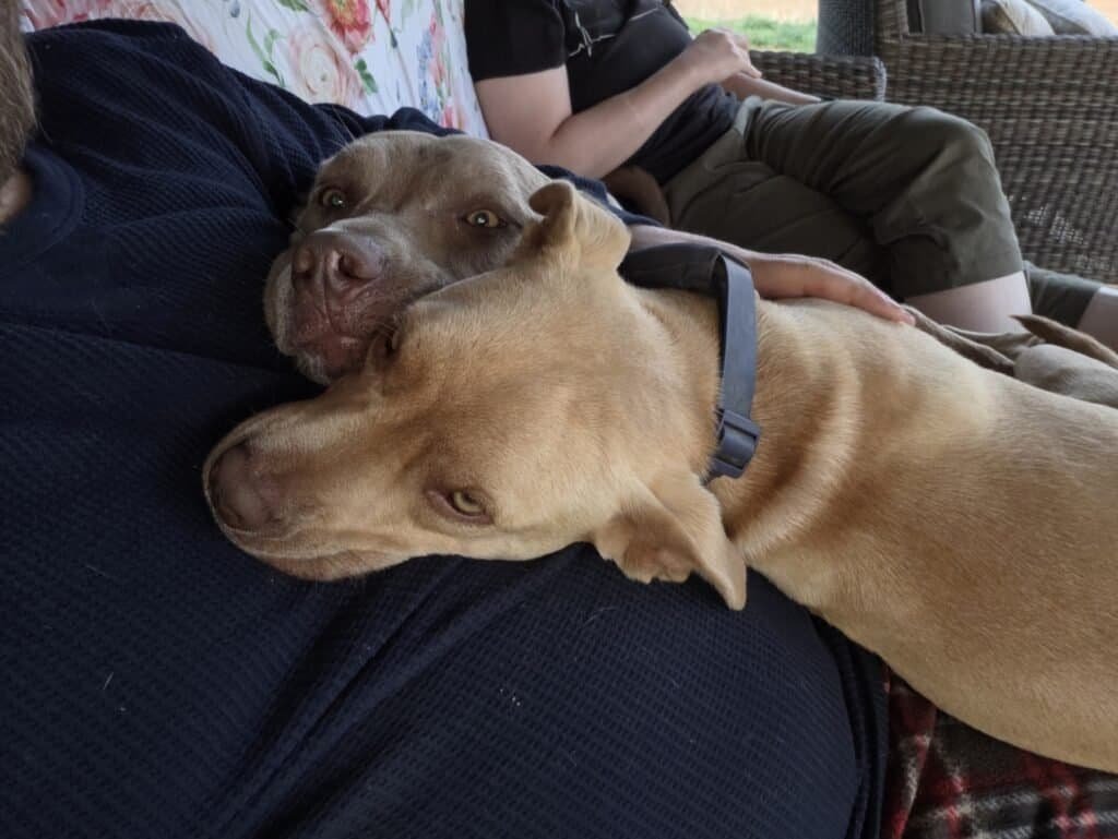 Two dogs curled up together on an outdoor patio couch