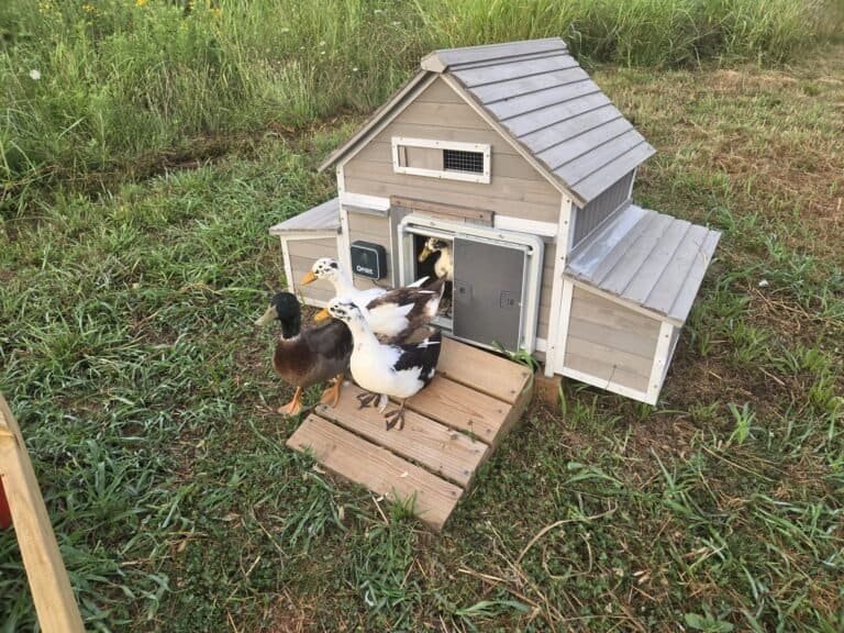Ducks walking down a wooden ramp from their coop after the automatic door opened at dawn