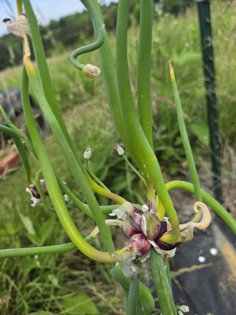 Egyptian walking onion topset bulbils with curling stalks in a zone 7b garden