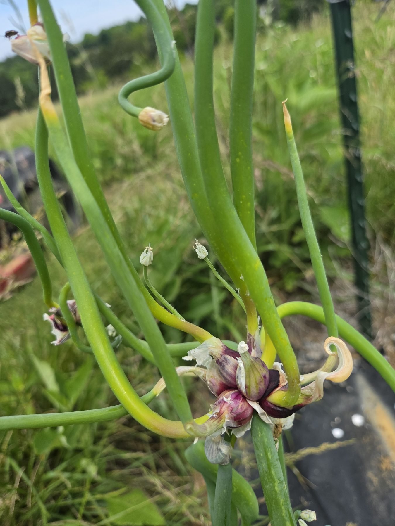 Egyptian walking onion topset bulbils with curling stalks in a zone 7b garden