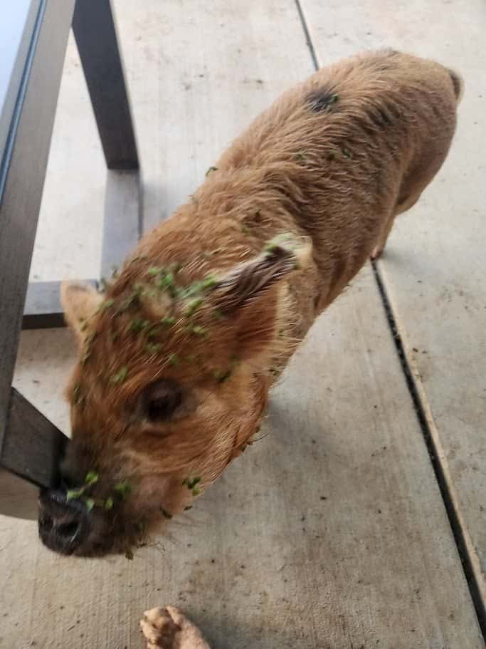 Eugene the pig with fresh greens on his snout after his blackberry thank-you