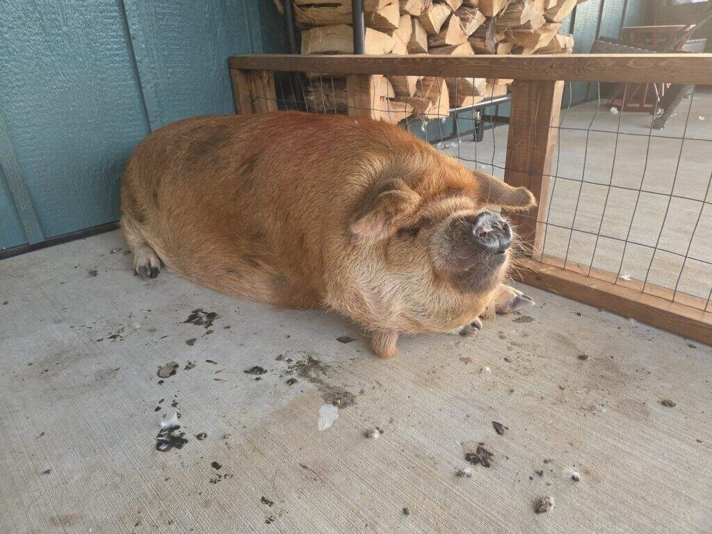 Large ginger pig lounging on a porch beside a firewood pile