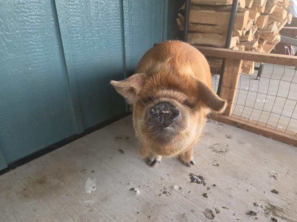 Kunekune pig approaching the camera nose-first with a hopeful expression