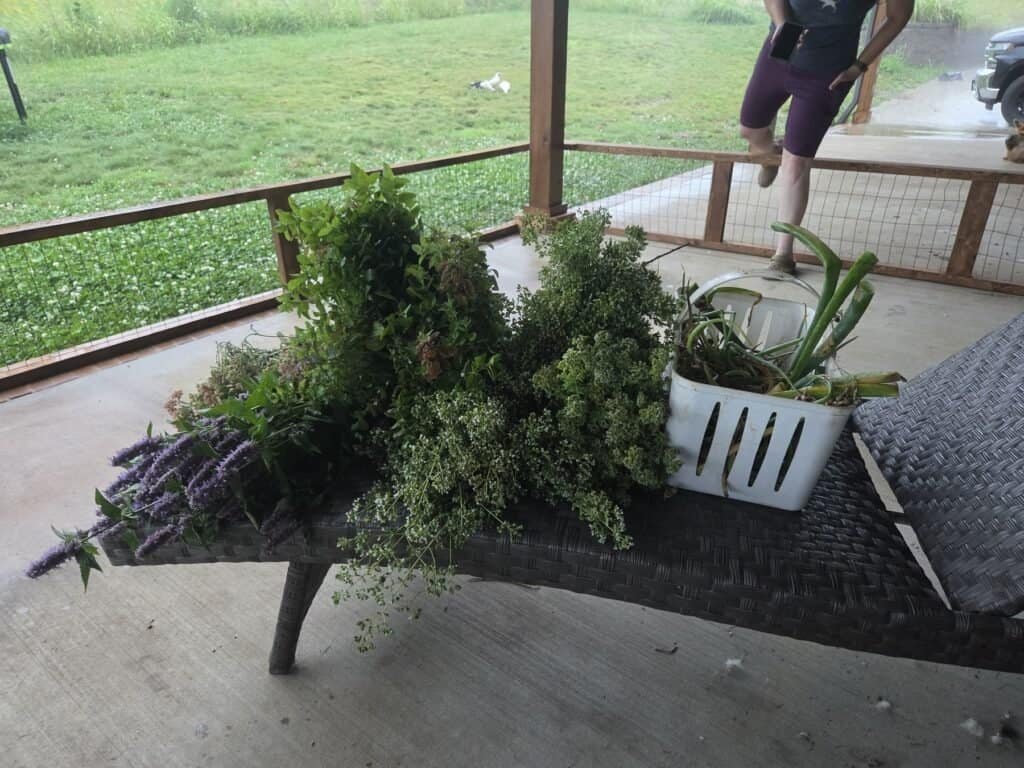 Fresh-cut herb bundles - lemon balm, oregano, catmint - laid out on a porch bench in the rain