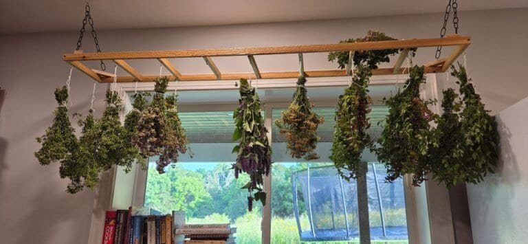 Cedar herb drying rack hanging over a window, loaded with bundles of drying herbs
