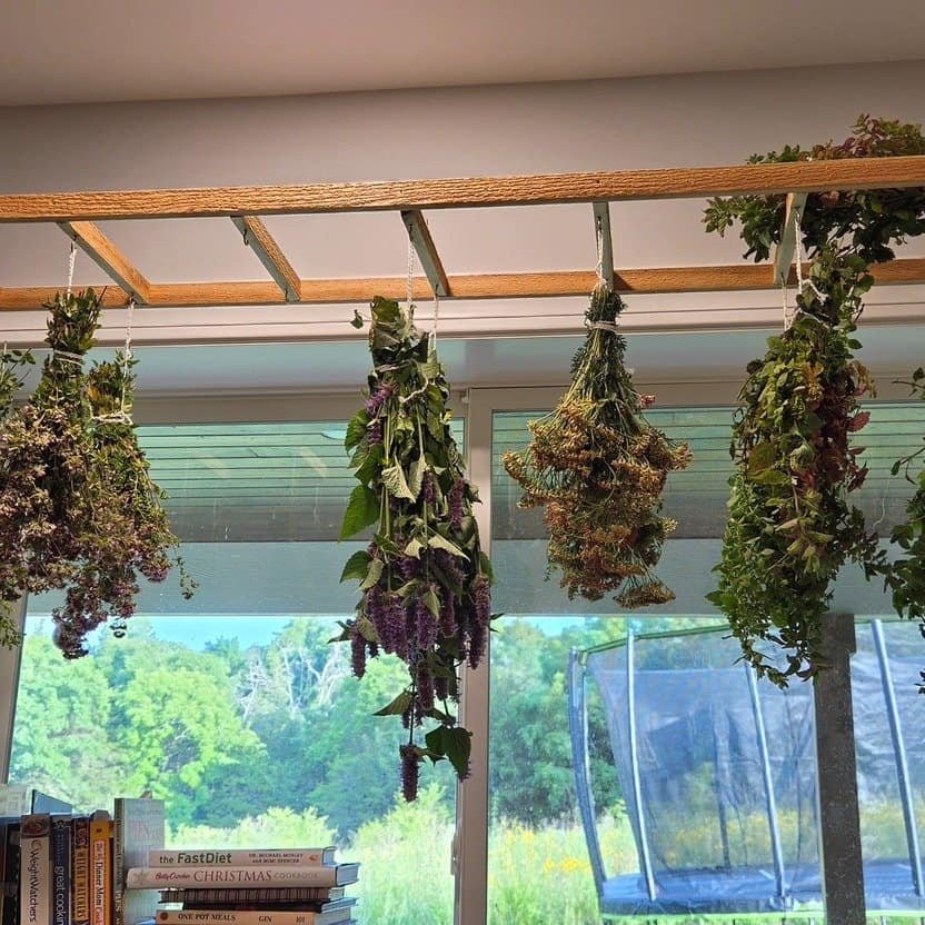 Cedar herb drying rack hanging over a window, loaded with bundles of drying herbs