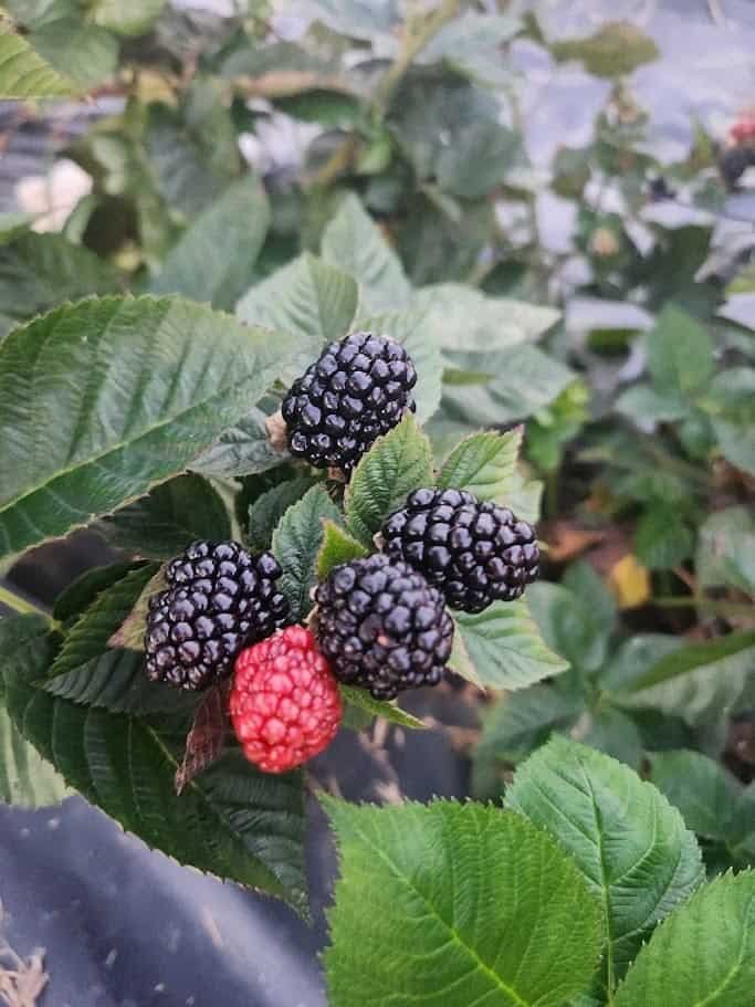 Close-up cluster of ripe and ripening Midnight Jewel blackberries on the cane