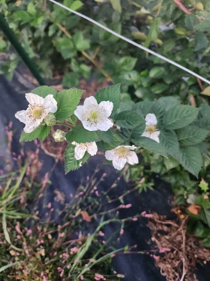 Midnight Jewel blossoms on primocane growth, trained against the trellis wire