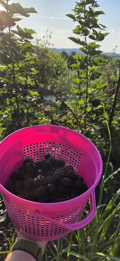 A picking bucket full of freshly harvested Midnight Jewel blackberries