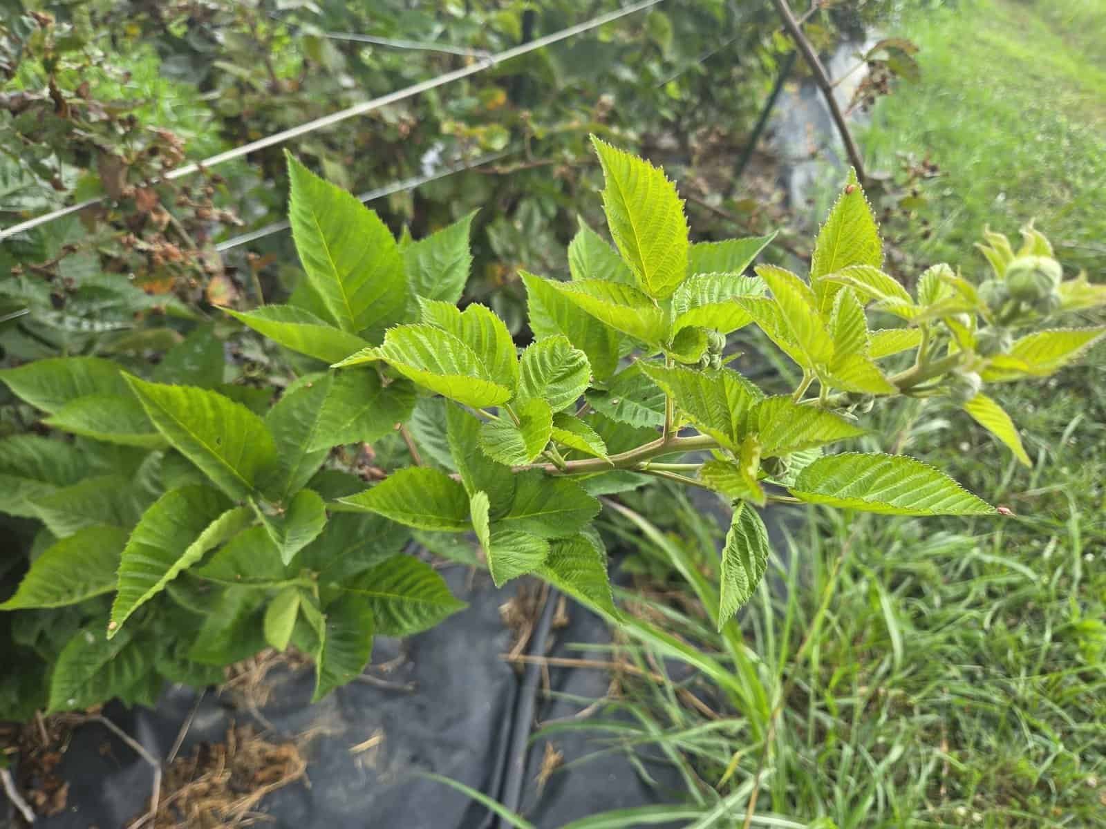 Fresh primocane growth with small unripe berries forming, trellis wire visible behind