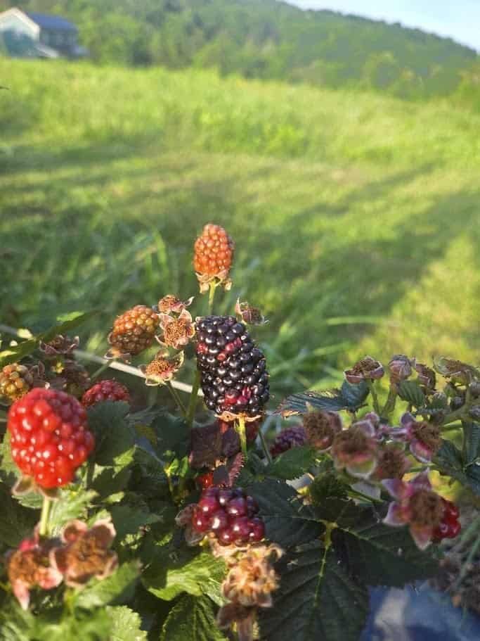 Midnight Jewel canes fruiting in different ripening stages, with the open field behind