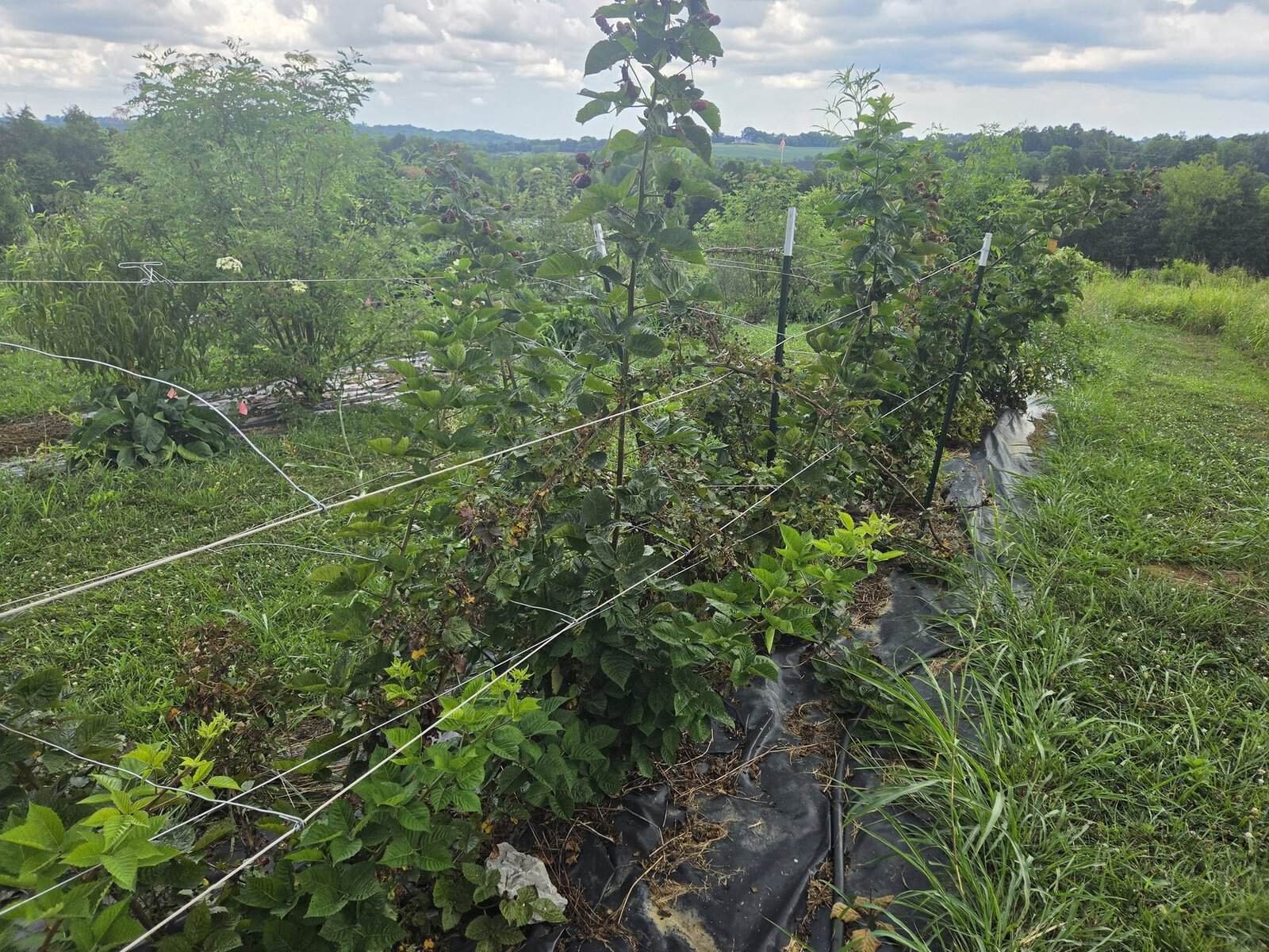 Wide view of the Midnight Jewel row trained into the V-shaped T-post trellis, multiple posts and wire lines visible