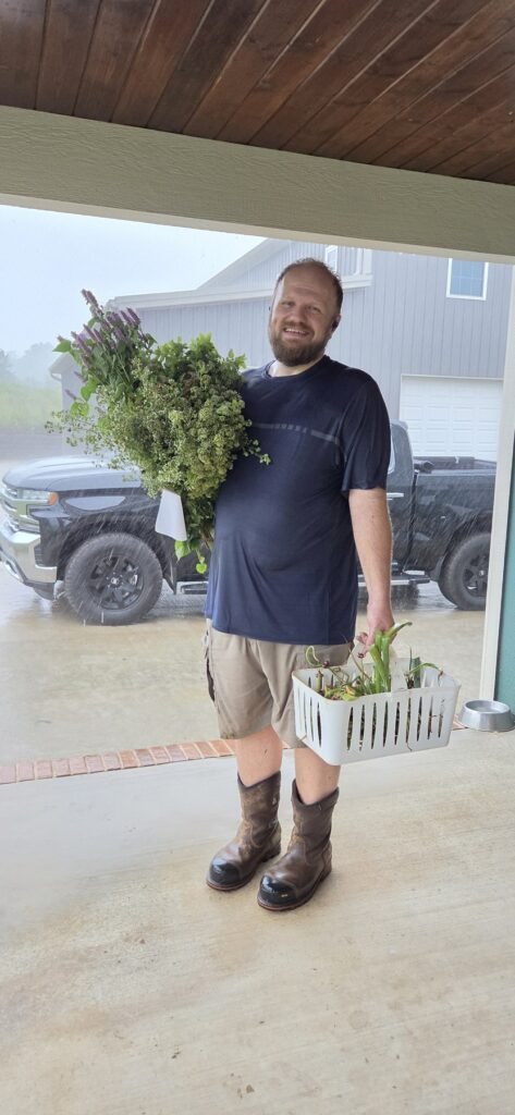 Man holding a large bundle of flowering oregano and other fresh-cut herbs in the rain