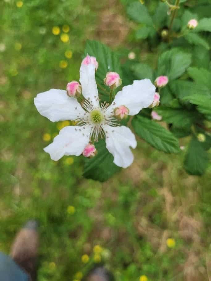Blossom of the property's existing native blackberry, for comparison to Midnight Jewel
