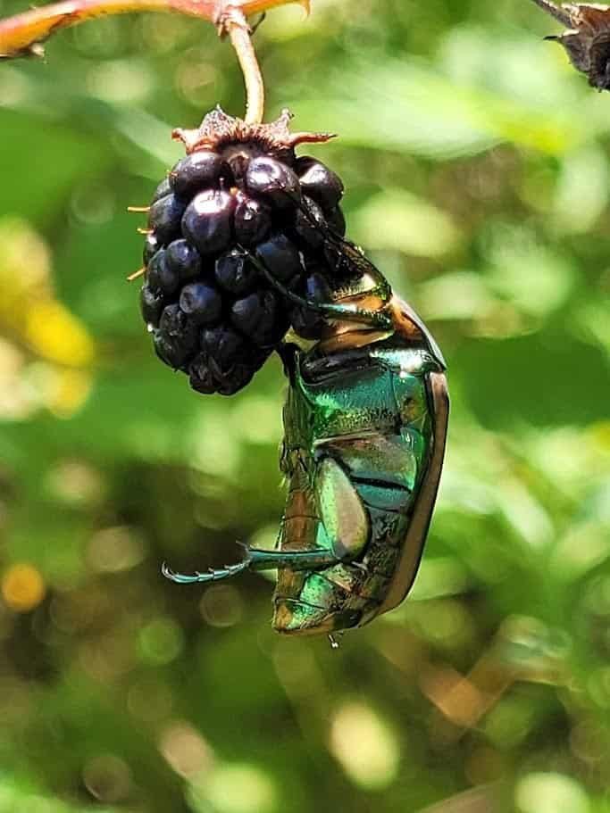 A beetle feeding on the property's native blackberries, smaller and thornier than Midnight Jewel