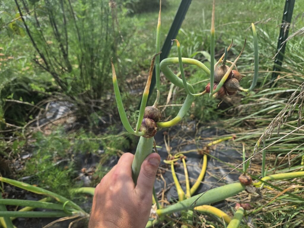 Walking onion stalk held next to a thumb for thickness comparison