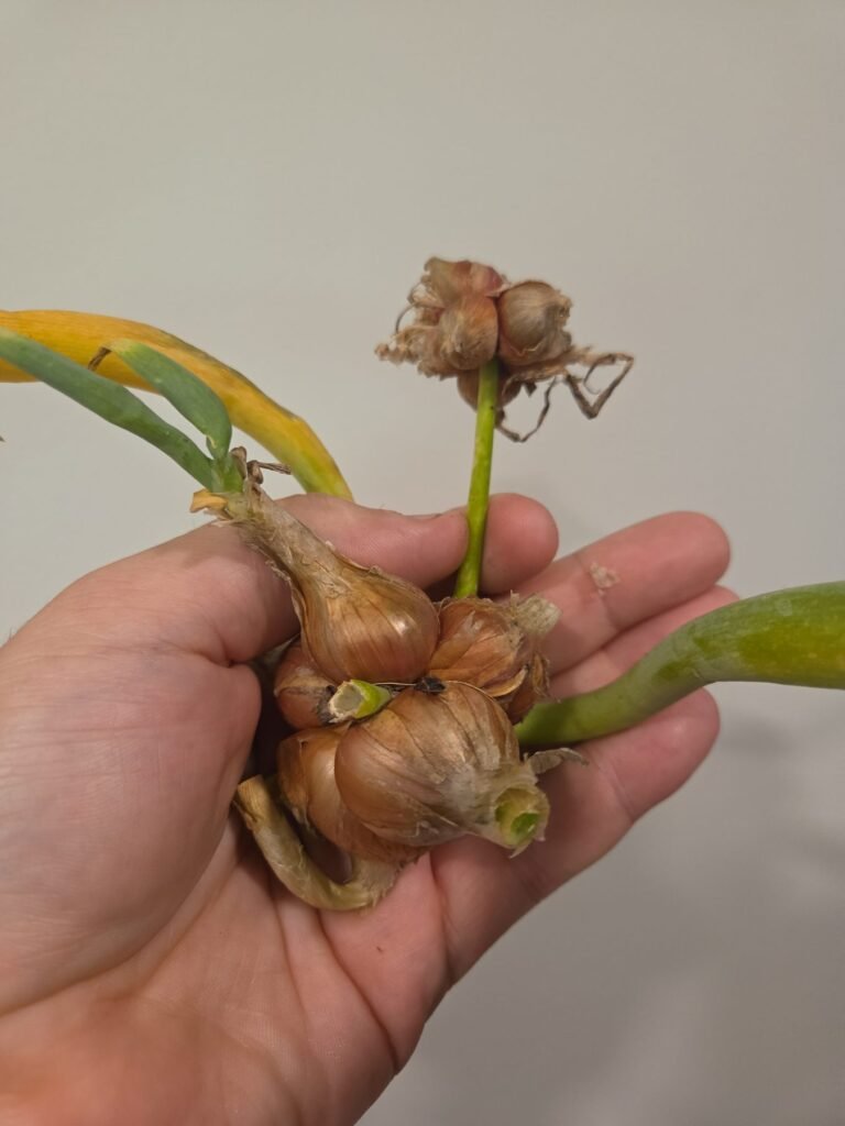 Freshly clipped walking onion topset cluster held in a hand