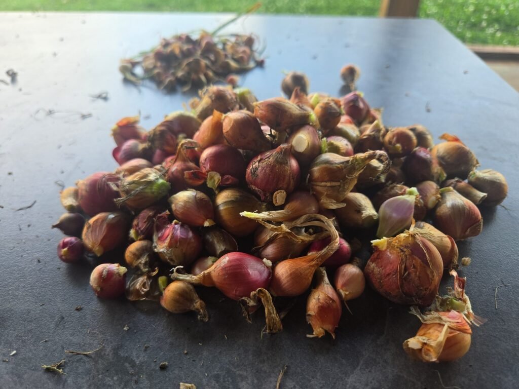 Pile of harvested walking onion topset bulbils in purple and copper skins on a table