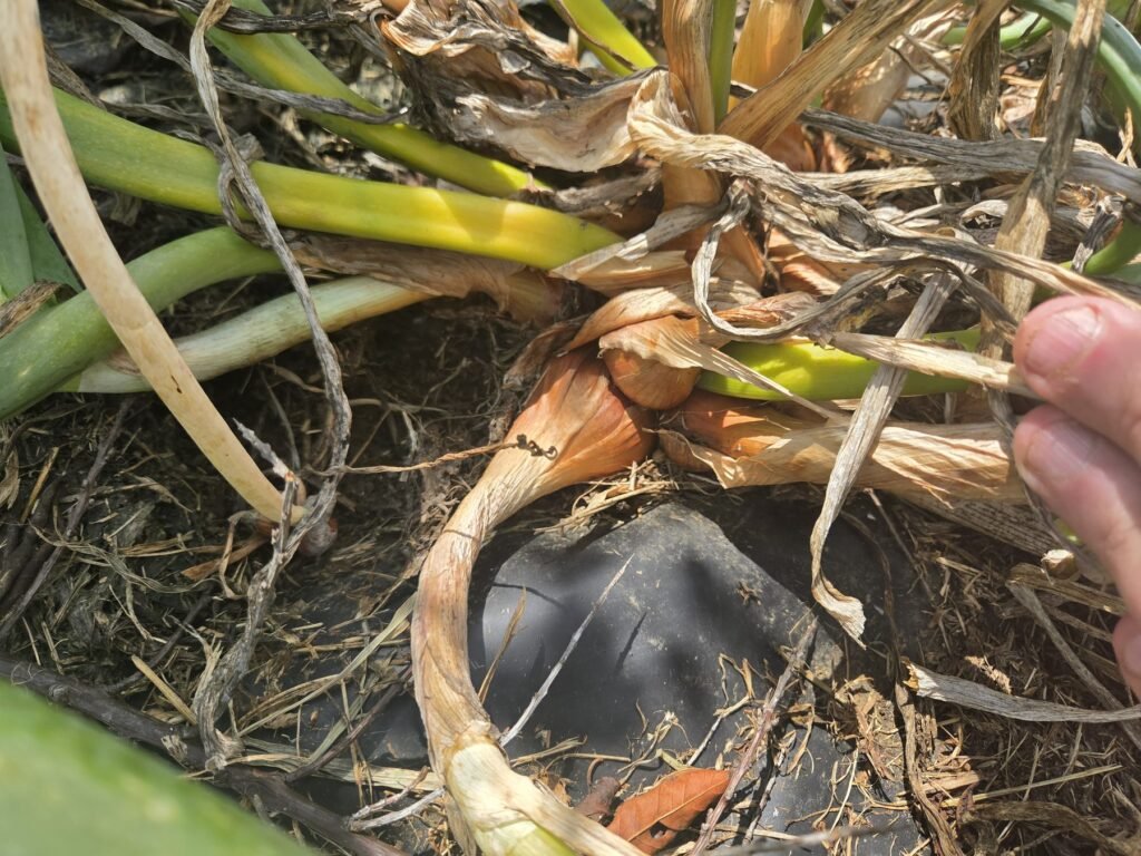 Walking onion bulbs growing on top of black plastic mulch with dried roots exposed